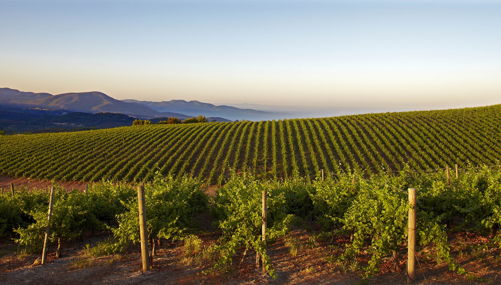 View of Caymus Vineyards